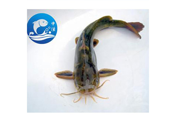 中漁（yú）水產